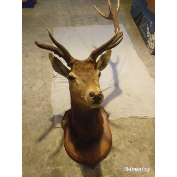 Troph�es de chasse, frontaux et massacres