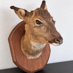 Troph&eacute;e de chevrette