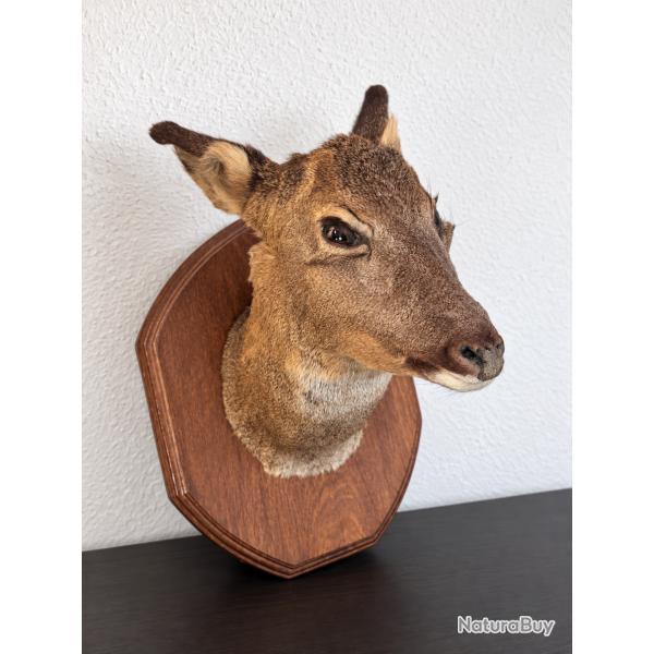 Troph�e de chevrette