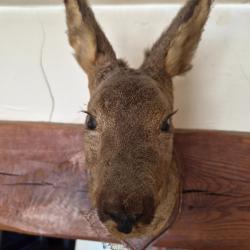 Tete de biche empaill&eacute;e
