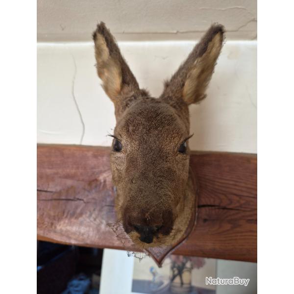 Tete de biche empaill�e