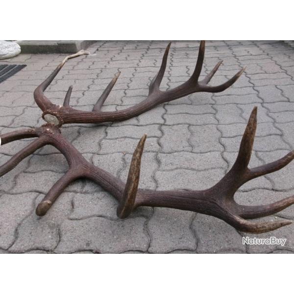 Enorme paire de mues de cerf - 8200 grs - 18 cors - 100 cms et 107 cms