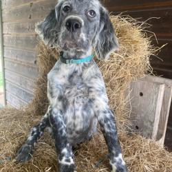 Chiots Setter Anglais