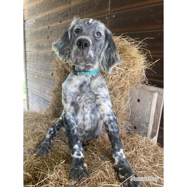 Chiots Setter Anglais