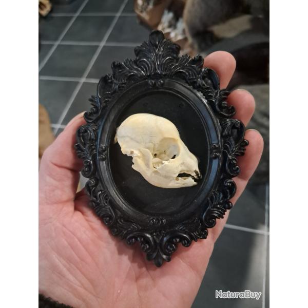 Cadre d�co cabinet de curiosit�s #01069(4)
