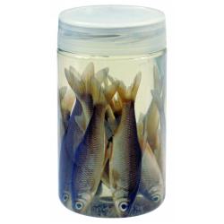 AASVISJES ROACH 8/10CM
