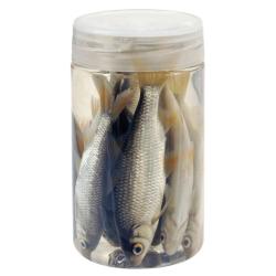 AASVISJES ROACH 10/12CM