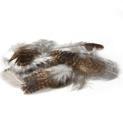GROUSE (TETRAS)