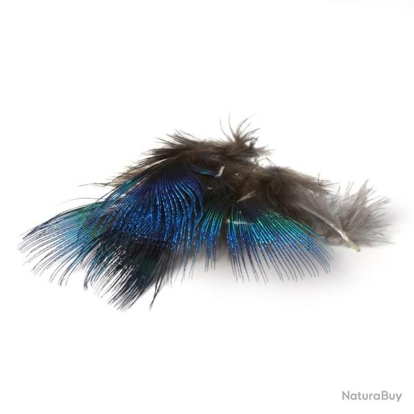 PLUME DE PAON NATUREL BLEU