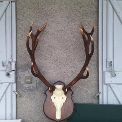 Troph&eacute; de cerf
