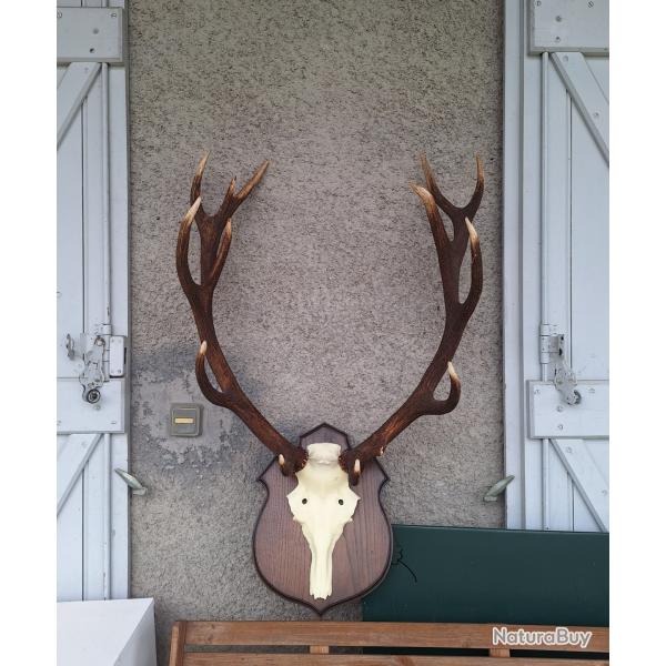 Troph� de cerf
