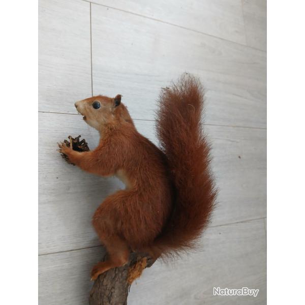 �cureuil naturalis�