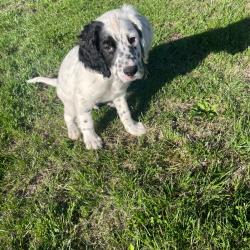 Setter anglais grandes origines
