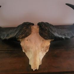 troph&eacute;e de buffle du cap