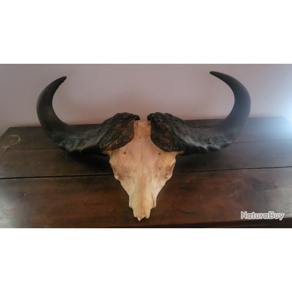 troph�e de buffle du cap