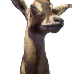 Un buffle en cape, une antilope cheval en cape et un BUBALE major en cap.