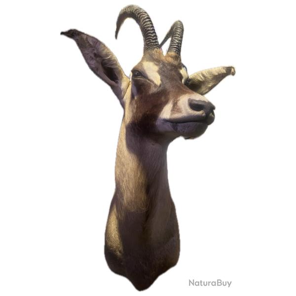 Un buffle en cape, une antilope cheval en cape et un BUBALE major en cap.