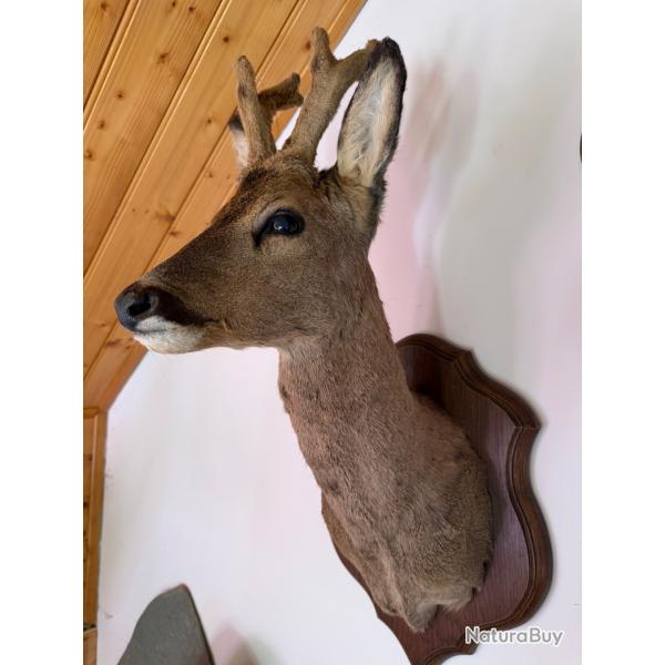 Troph�e chevreuil