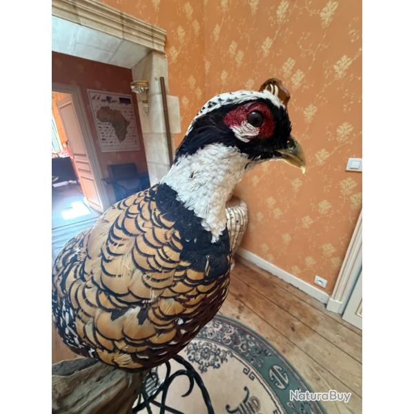 Faisan v�n�r� avec beau plumage