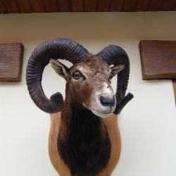 t&egrave;te de mouflon naturalis&eacute; par un professionel de la taxidermie