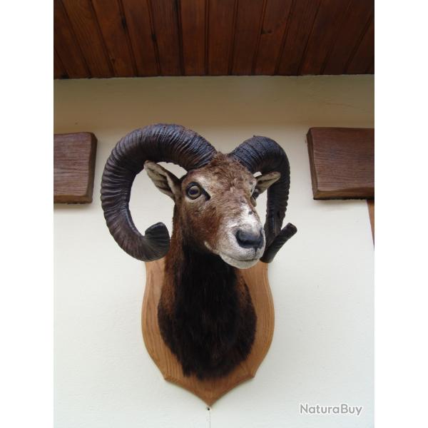 t�te de mouflon naturalis� par un professionel de la taxidermie