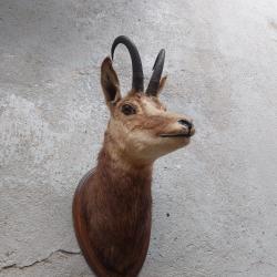 Chamois m&acirc;le taxidermie