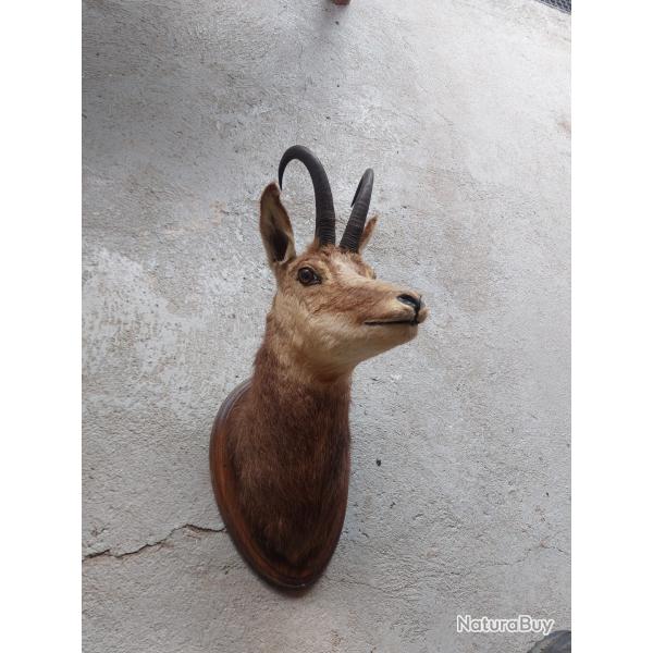 Chamois m�le taxidermie