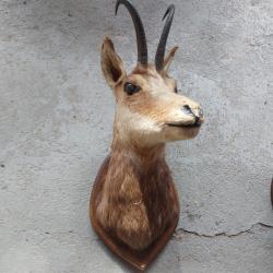 Chamois femelle taxidermie