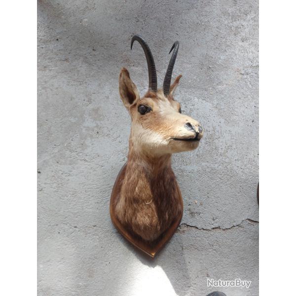 Chamois femelle taxidermie