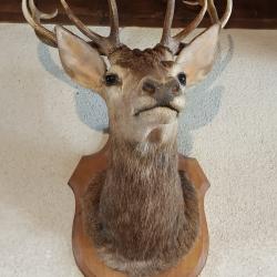 Magnifique lot  5 troph&eacute;es et 5 massacres cerf biche chevreuil