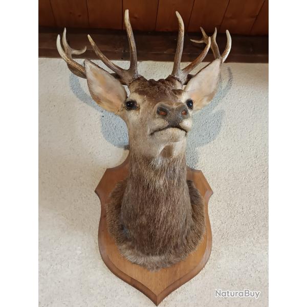 Magnifique lot  5 troph�es et 5 massacres cerf biche chevreuil