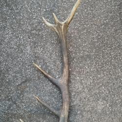 BEAU BOIS MUE DE CERF 6 CORS 73CM