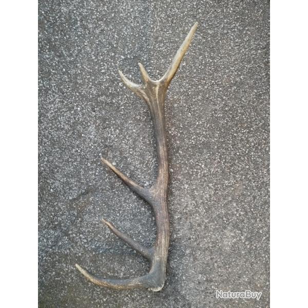 BEAU BOIS MUE DE CERF 6 CORS 73CM