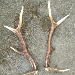 BELLE PAIRE BOIS DE CERF 69CM