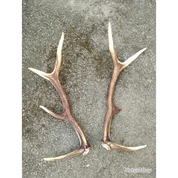 BELLE PAIRE BOIS DE CERF 69CM