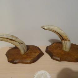 Paire de dents d&eacute;fenses de PHACOCH&Egrave;RE Objet curiosit&eacute; d&eacute;co Troph&eacute;e , projet couteau , coutellerie