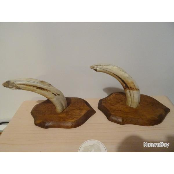 Paire de dents d�fenses de PHACOCH�RE Objet curiosit� d�co Troph�e , projet couteau , coutellerie