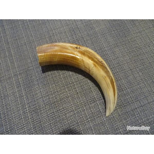 dent d�fense de PHACOCH�RE Objet curiosit� d�co Troph�e , projet couteau , coutellerie
