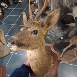 Taxidermie de chevreuil ; Capreolus capreolus #LM26(2)