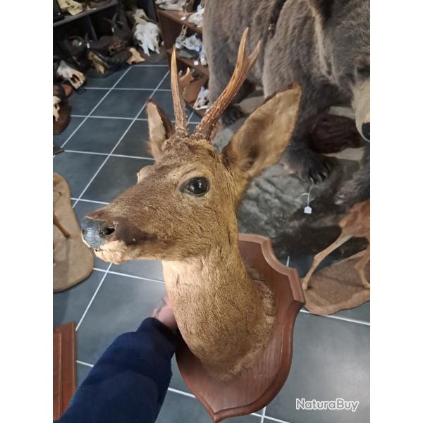 Taxidermie de chevreuil ; Capreolus capreolus #LM26(2)