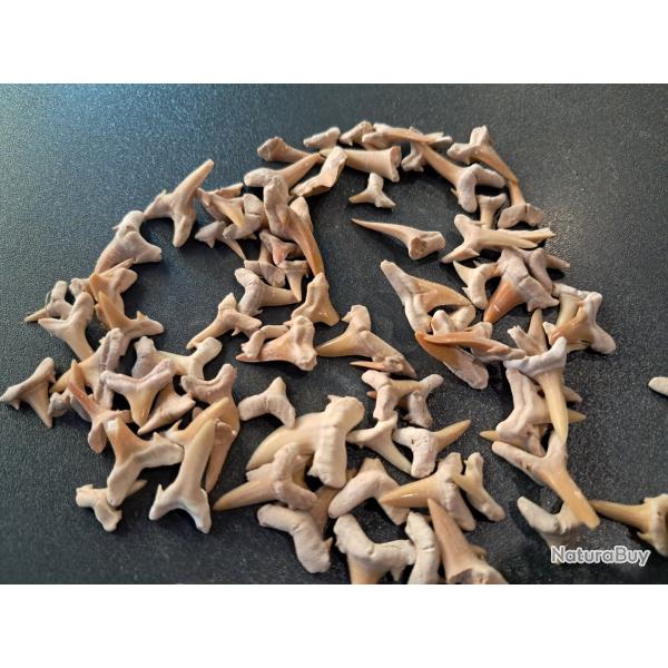 Lot de 100 fossiles de dents de requins #L18R(8)