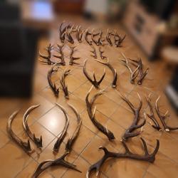 Vend bois de cerf