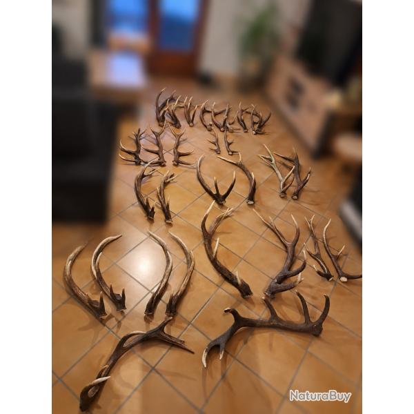 Vend bois de cerf