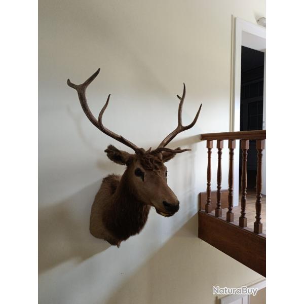 Troph�e de chasse Cerf