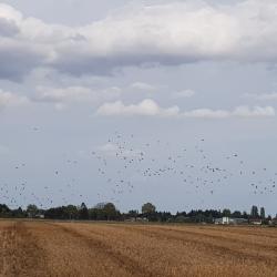 Journ&eacute;e chasse pigeon