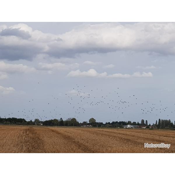 Journ�e chasse pigeon