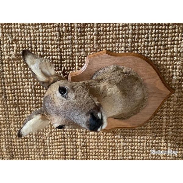 2 tetes de chevreuil en cape sur �cusson
