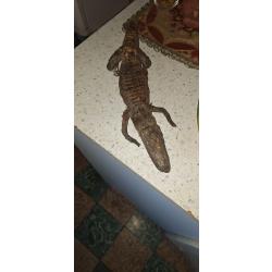 Ca&iuml;man / Alligator naturalis&eacute; � Objet de curiosit&eacute; / Taxidermie