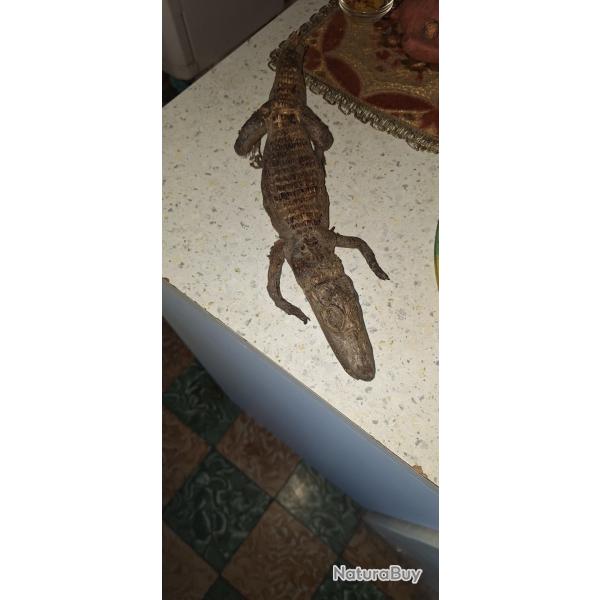 Ca�man / Alligator naturalis� � Objet de curiosit� / Taxidermie