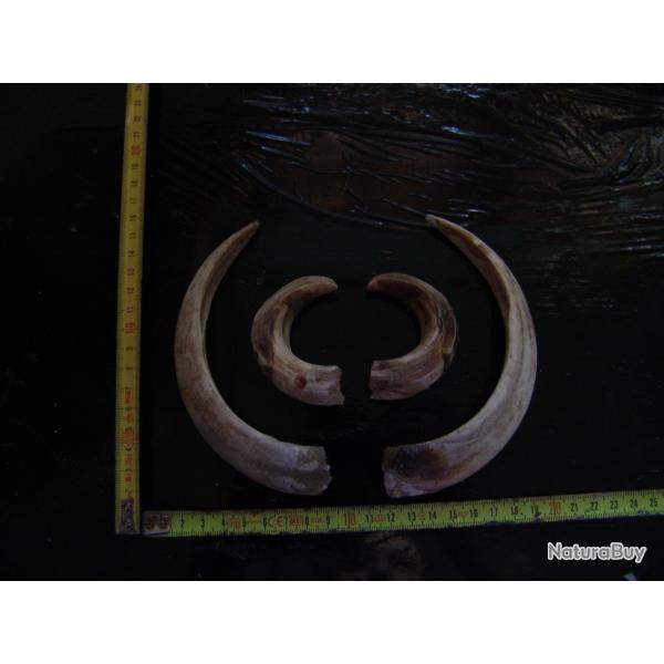gr�s et d�fense de sanglier (N�2)